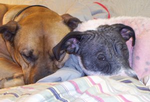 Dogs-sleeping-on-bed